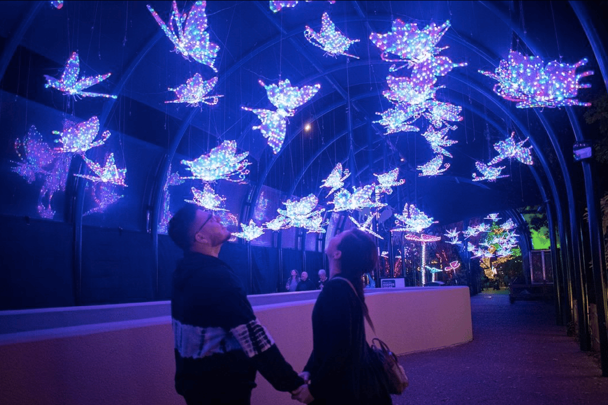 The Magic Of Houston Zoo Lights Returns