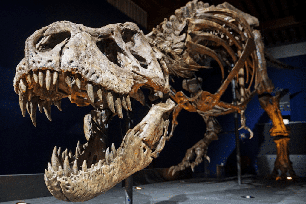 largest t rex skull