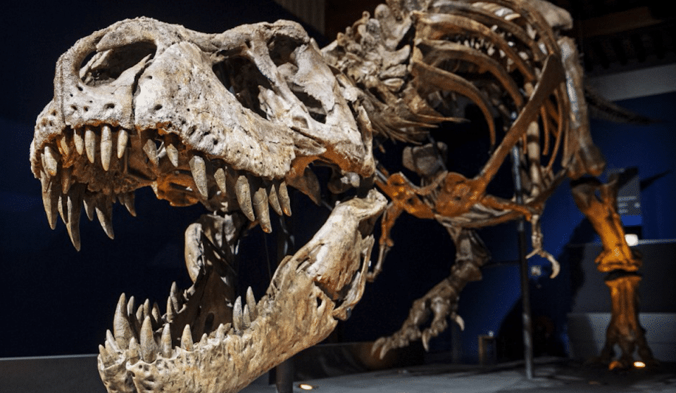 The Largest Touring T-Rex Skeleton In The World Is Now In Houston