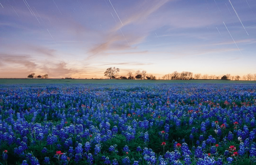 10 Beautiful Places To See Texas Bluebonnets