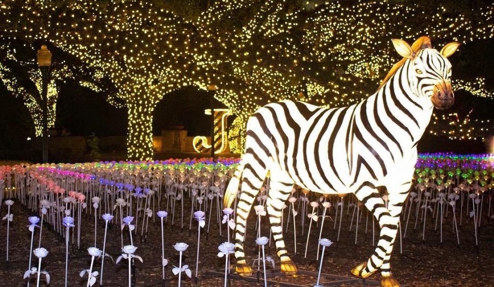 Houston Zoo Lights Returns Today With Spectacular Festivity