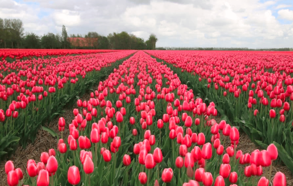 The Florescent Fields Of Tulips At Texas Tulips Have Opened For The Season