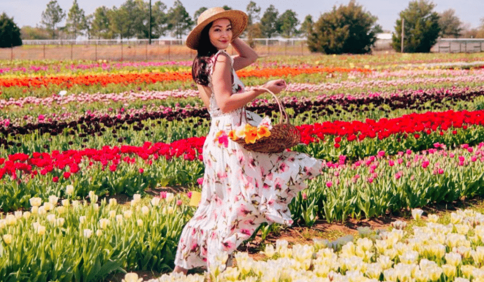 Overflow Your Basket With Dazzling Tulips From This Texas Tulip Field