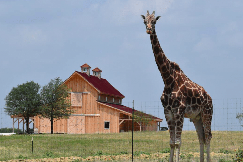 Go Wild With Giraffes At This Animal Sanctuary Air B&B In Texas