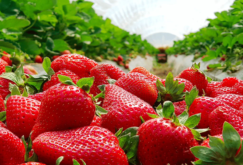 10 Strawberry, Blueberry, And Other Fruit Fields To Pick From Near Houston