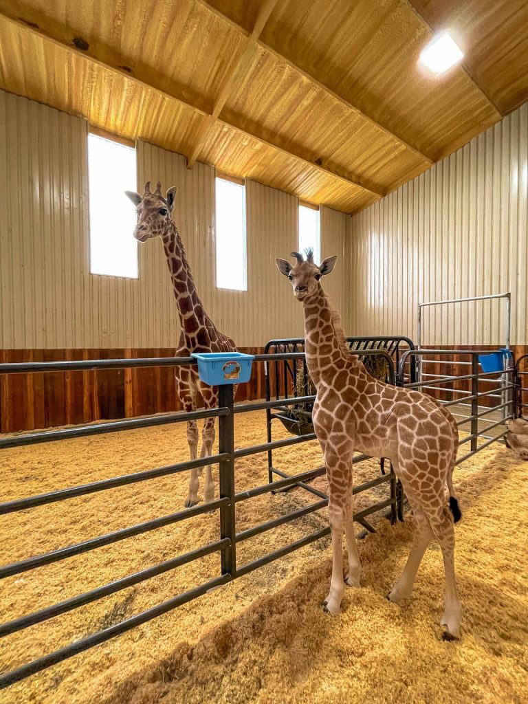 Go Wild With Giraffes At This Animal Sanctuary Air B&B In Texas - Secret  Houston