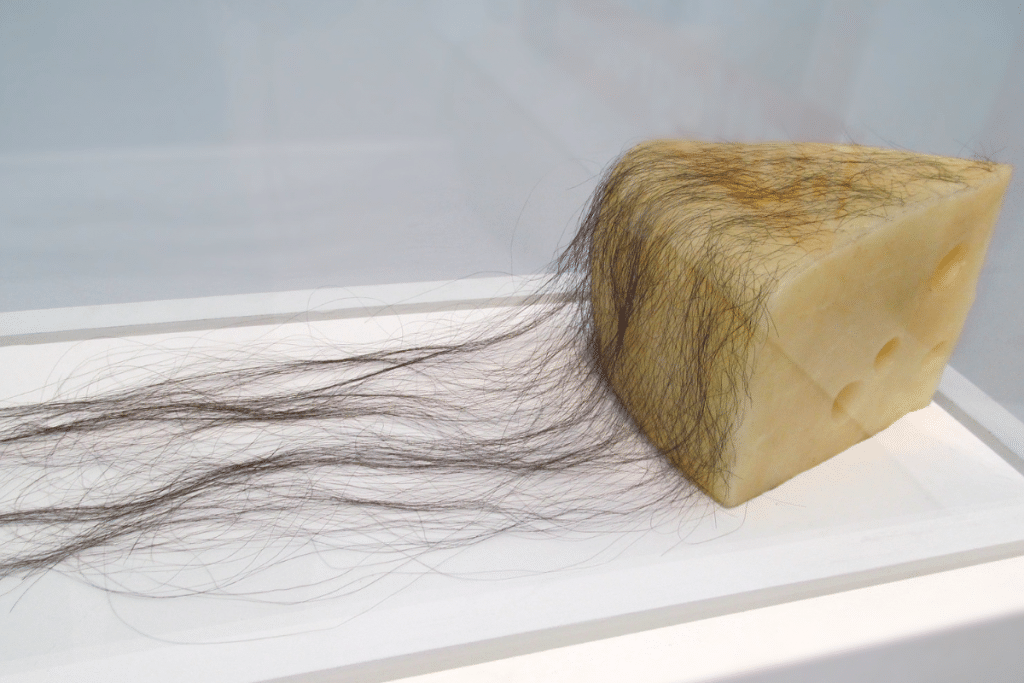 Get A Whiff Of This Hairy Cheese Art Piece At The Menil Collection
