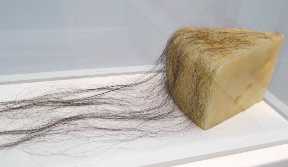 Get A Whiff Of This Hairy Cheese Art Piece At The Menil Collection