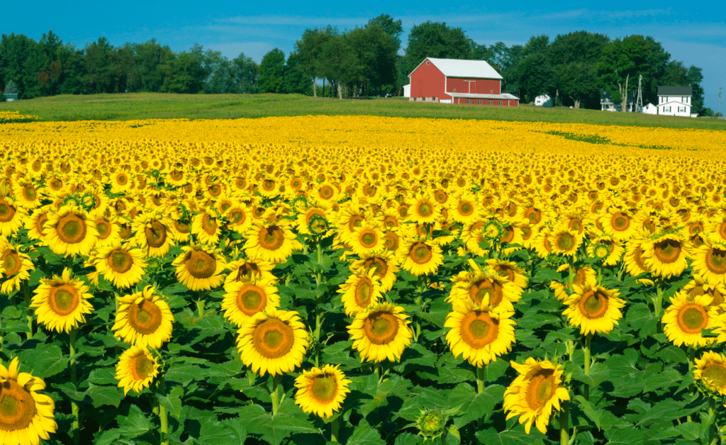 This Gorgeous Sunflower Field Just Outside Of Houston Has Opened For The Season