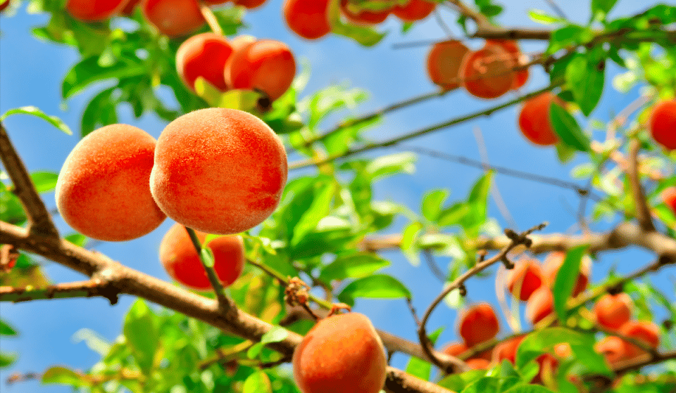 Pick The Perfect Peach At This Orchard In Houston