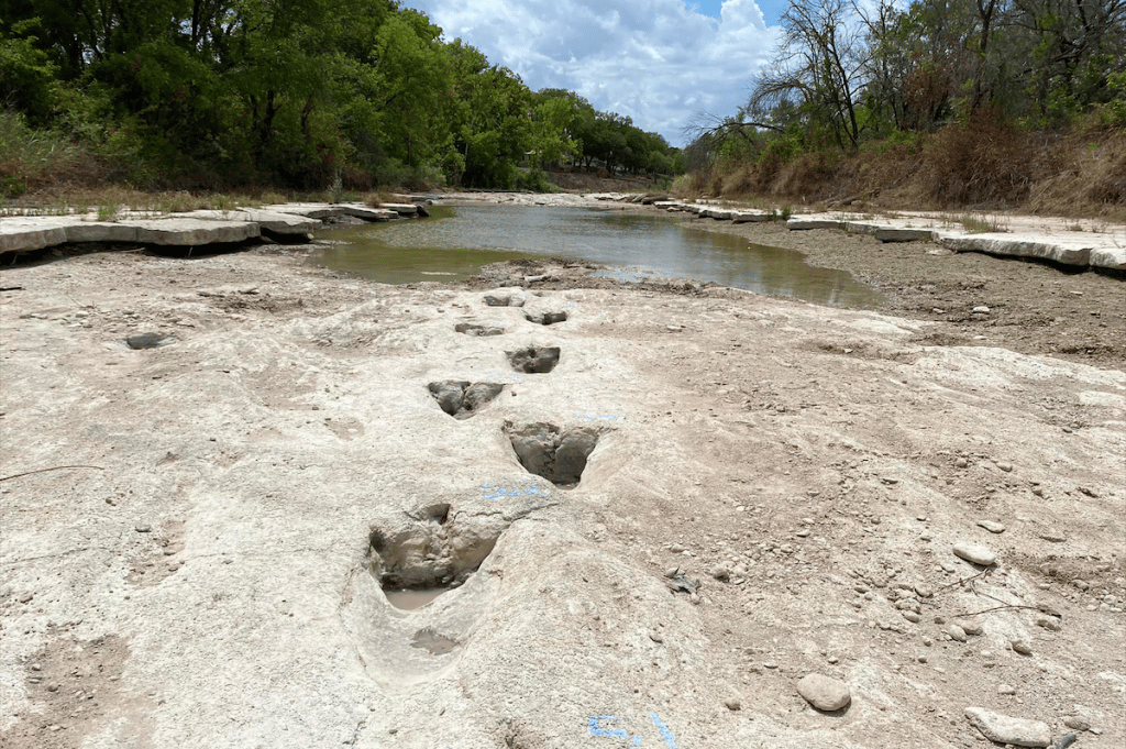 113-Million-Year Dinosaur Tracks Uncovered In Texas