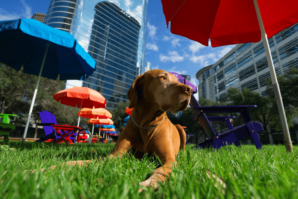 Houston Named ‘Dog Capital Of The World’ In Recent Study