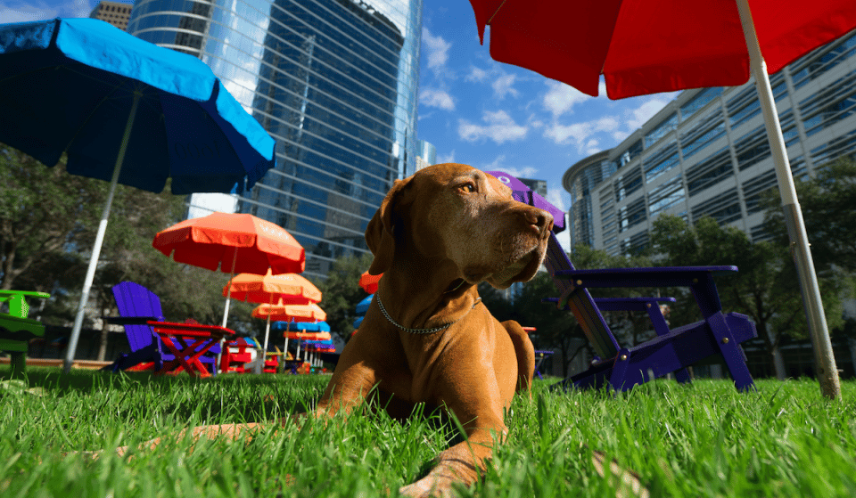 Houston Named ‘Dog Capital Of The World’ In Recent Study