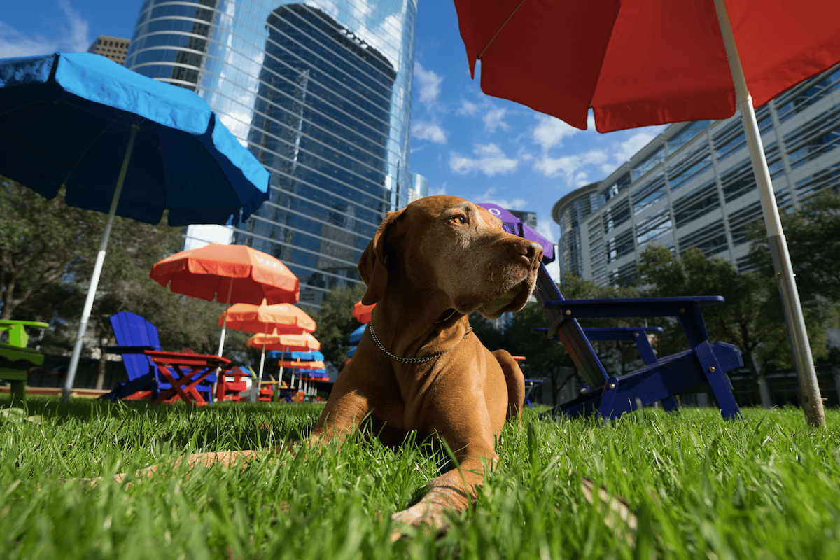 Check out the pups at Minute Maid Park for Astros' Dog Day