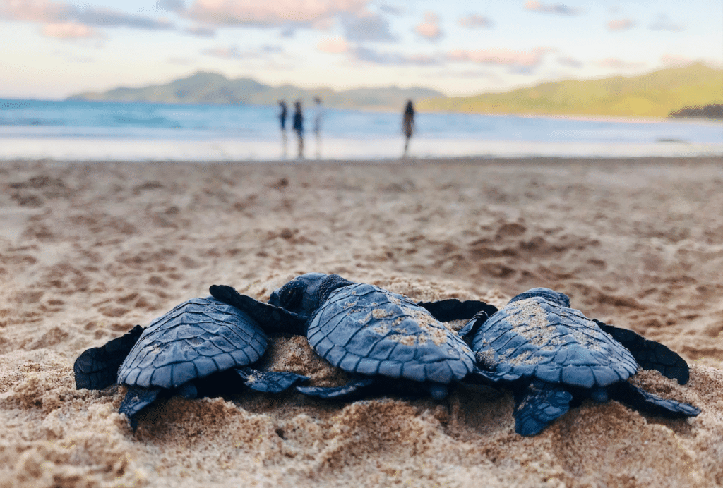 The World’s Rarest Sea Turtle Lays Eggs On Texas Beach