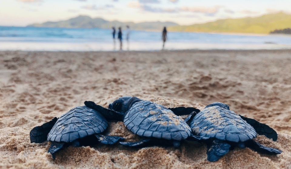 The World’s Rarest Sea Turtle Lays Eggs On Texas Beach
