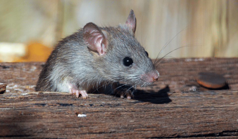 Houston Has Rats: City One Of The Most Infested In Country According To Study