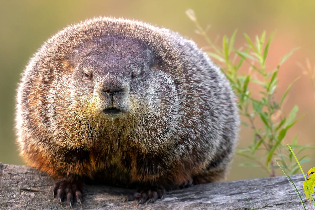 EARLY SPRING! Punxsutawney Phil Doesn&#8217;t See Shadow On 2024 Groundhog Day